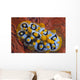 Nudibranch Chromodoris Sp Wall Decal Design 1