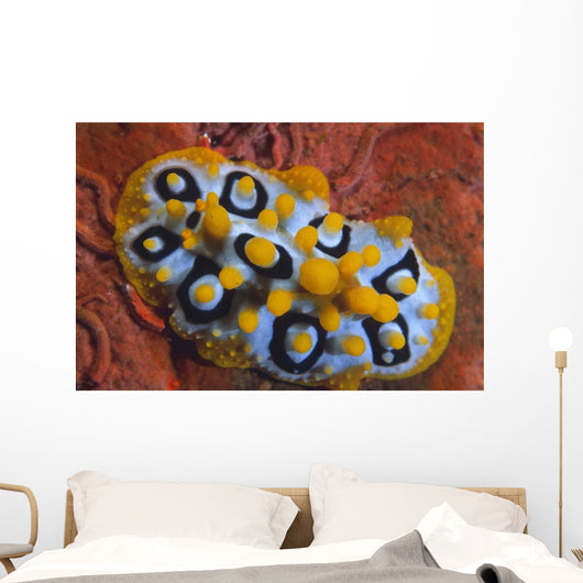 Nudibranch Chromodoris Sp Wall Decal Design 1