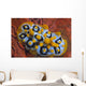 Nudibranch Chromodoris Sp Wall Decal Design 1