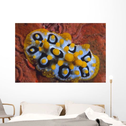 Nudibranch Chromodoris Sp Wall Decal Design 1