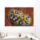 Nudibranch Chromodoris Sp Wall Decal Design 1