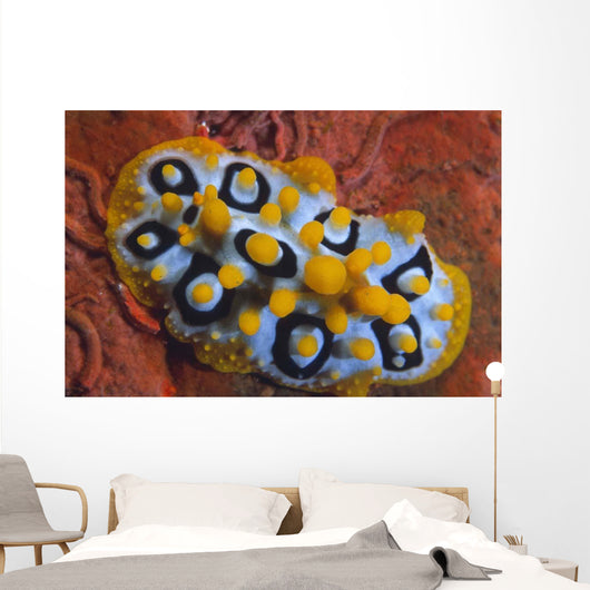 Nudibranch Chromodoris Sp Wall Decal Design 1