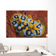 Nudibranch Chromodoris Sp Wall Decal Design 1