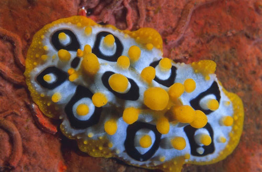 Nudibranch Chromodoris Sp Wall Decal Design 1