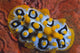 Nudibranch Chromodoris Sp Wall Decal Design 1