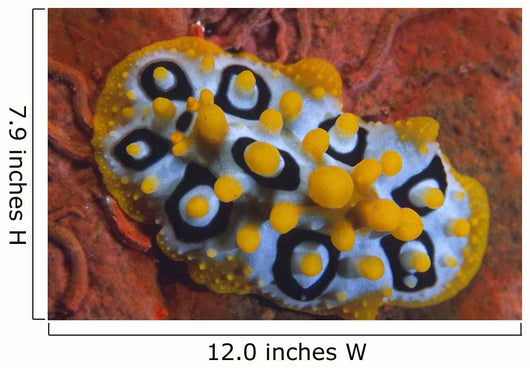 Nudibranch Chromodoris Sp Wall Decal Design 1