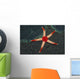 Necklace Starfish Fromia Monilis Wall Decal