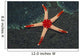 Necklace Starfish Fromia Monilis Wall Decal