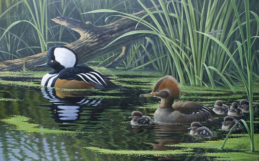 Merganser Wall Decal