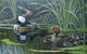 Merganser Wall Decal
