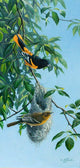 Nesting Orioles Wall Decal