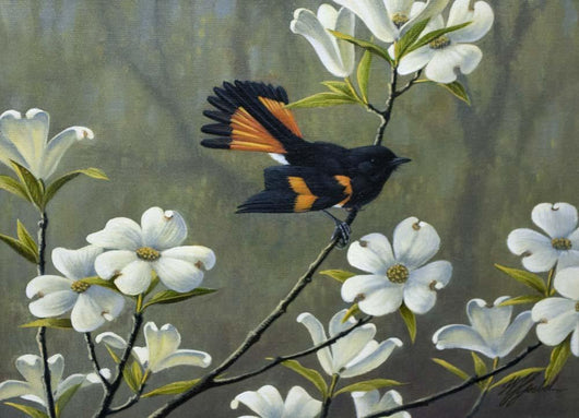 Redstart Dogwood Wall Decal