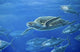 Sea Turtle Wall Decal