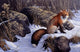 Mid Winter Pause Red Wall Decal