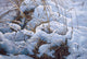 Snow Glow Field Sparrows Wall Decal