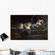 Mallard Ducklings Wall Decal
