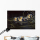 Mallard Ducklings Wall Decal
