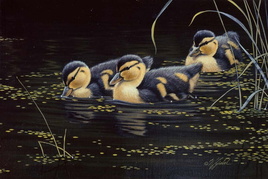 Mallard Ducklings Wall Decal