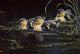 Mallard Ducklings Wall Decal