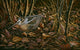 Woodcock among Leaves Wall Decal