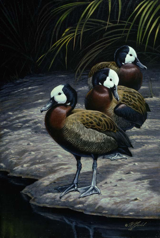 White Faced Whistling Ducks Wall Decal