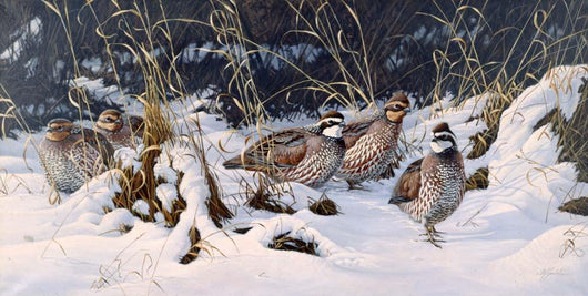 To Cover Bobwhites Wall Decal