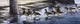 Brant Coming Ashore Wall Decal