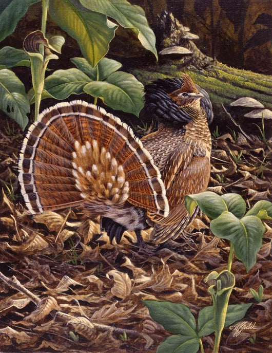 May Display Ruffed Grouse Wall Decal