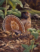 May Display Ruffed Grouse Wall Decal