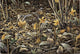 Early Brood Woodcock Young Wall Decal