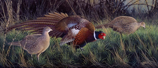 Ringneck Rendezvous Wall Decal