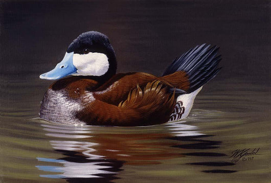 Ruddy Duck Wall Decal