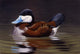 Ruddy Duck Wall Decal