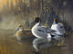 Pintail Trios Wall Decal