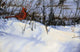 Winter Cardinal Wall Decal