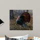 King Spring Wild Turkey Wall Decal