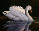Reflection Mute Swan Wall Decal