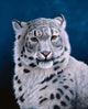 Young Snow Leopard Wall Decal