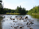 Chippewa Summer I Wall Decal