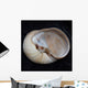 Moonsnail I Wall Decal