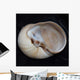 Moonsnail I Wall Decal