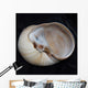 Moonsnail I Wall Decal