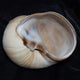 Moonsnail I Wall Decal