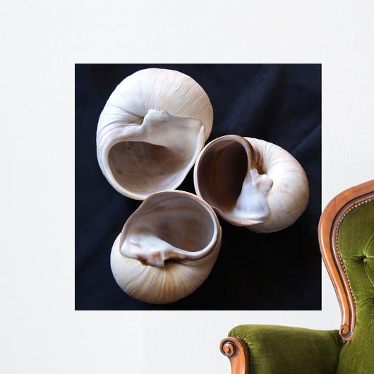 Moonsnail Ii Wall Decal