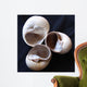 Moonsnail Ii Wall Decal