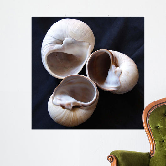 Moonsnail Ii Wall Decal