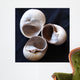 Moonsnail Ii Wall Decal
