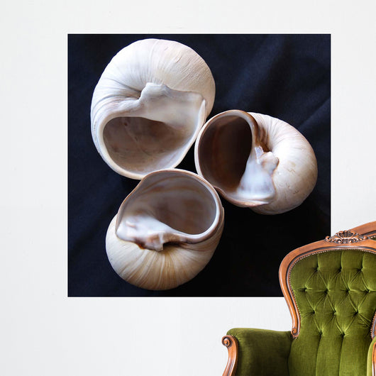 Moonsnail Ii Wall Decal