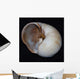 Moonsnail Iii Wall Decal