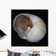 Moonsnail Iii Wall Decal